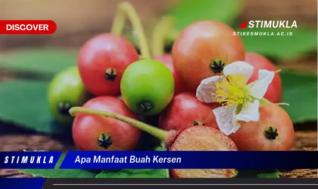 apa manfaat buah kersen