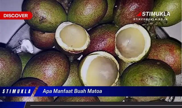 apa manfaat buah matoa