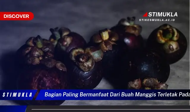 bagian paling bermanfaat dari buah manggis terletak pada