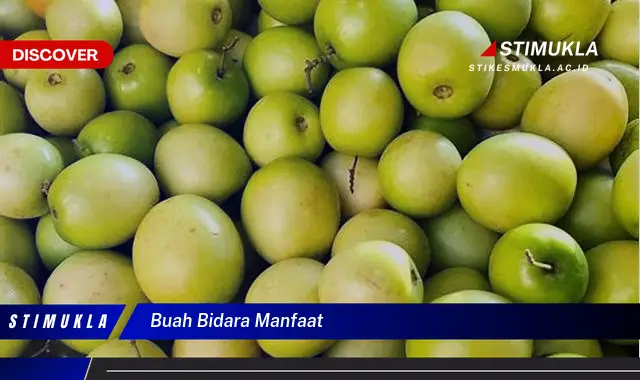 buah bidara manfaat