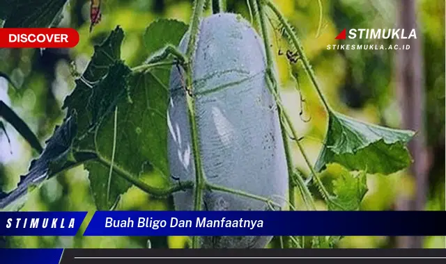 buah bligo dan manfaatnya