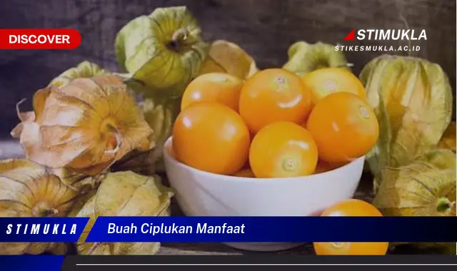 buah ciplukan manfaat