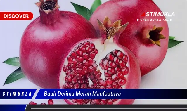 buah delima merah manfaatnya buah delima merah manfaatnya