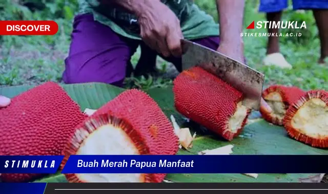 buah merah papua manfaat