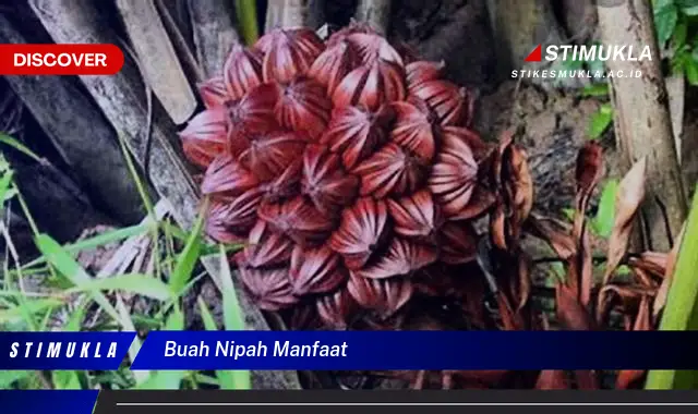 buah nipah manfaat