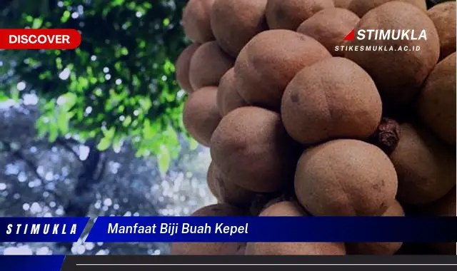 manfaat biji buah kepel