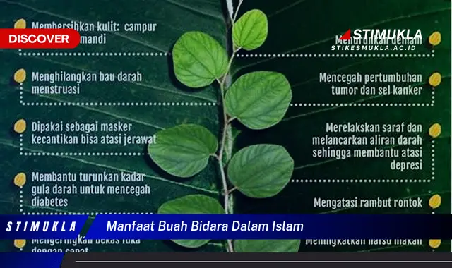 manfaat buah bidara dalam islam