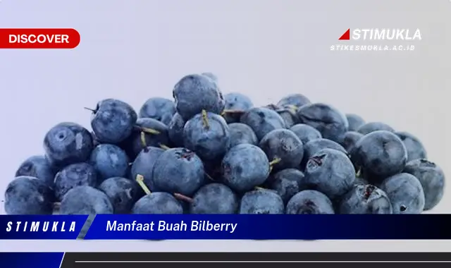 manfaat buah bilberry