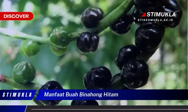 manfaat buah binahong hitam