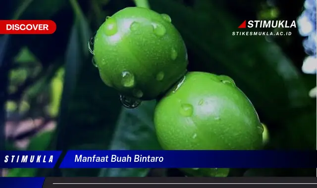 manfaat buah bintaro