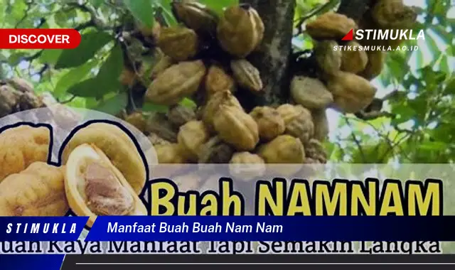 manfaat buah buah nam nam