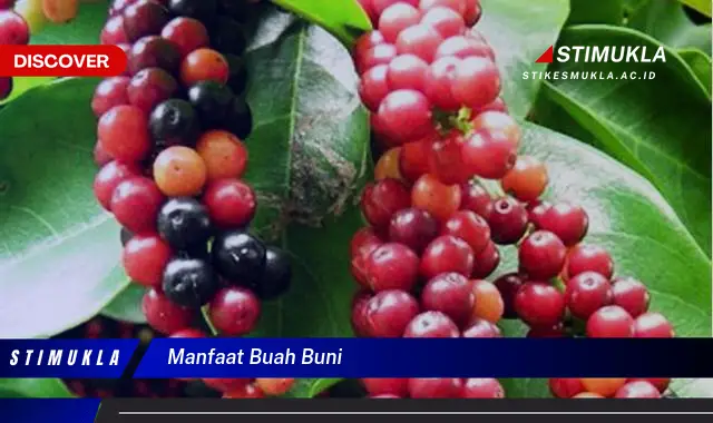 manfaat buah buni