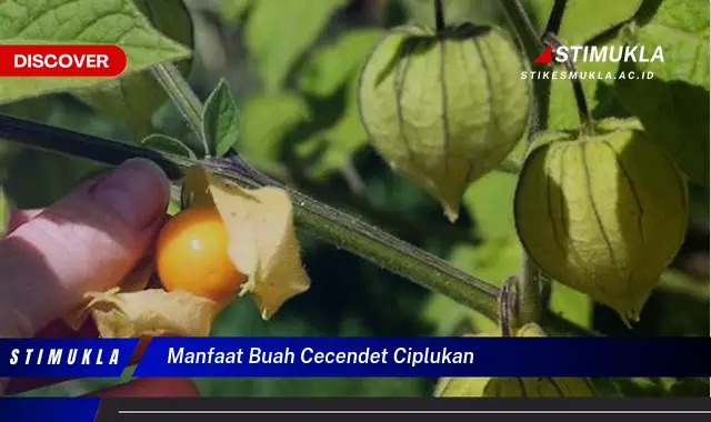 manfaat buah cecendet ciplukan