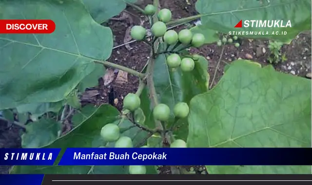 manfaat buah cepokak