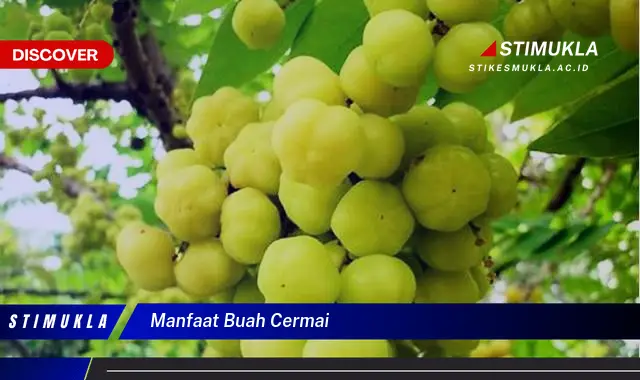 manfaat buah cermai