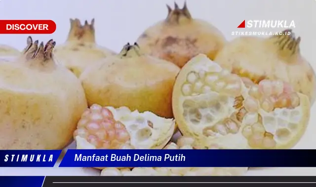 manfaat buah delima putih