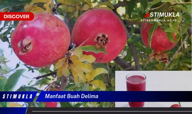 manfaat buah delima