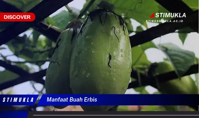 manfaat buah erbis