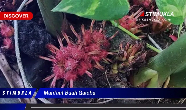manfaat buah galoba manfaat buah galoba