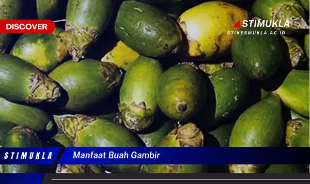 manfaat buah gambir