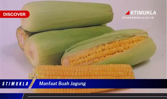 manfaat buah jagung