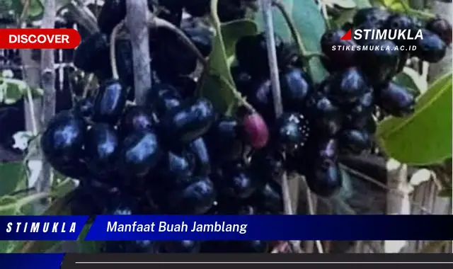 manfaat buah jamblang