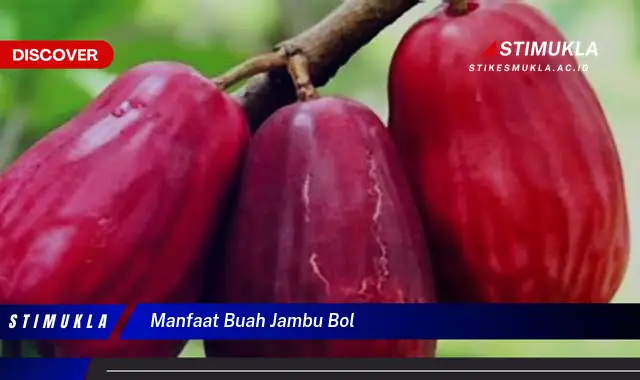 manfaat buah jambu bol