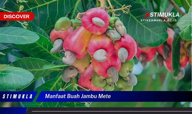 manfaat buah jambu mete