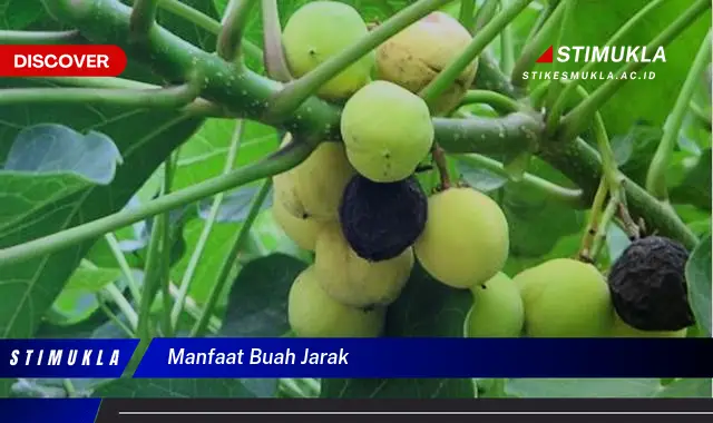 manfaat buah jarak