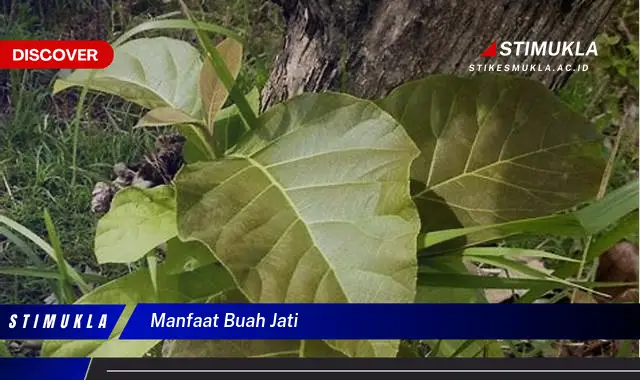 manfaat buah jati