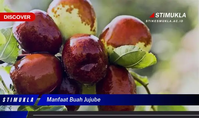 manfaat buah jujube