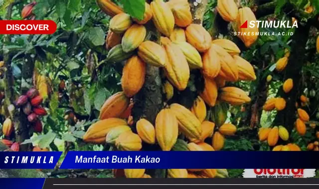 manfaat buah kakao