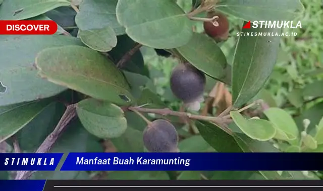 manfaat buah karamunting