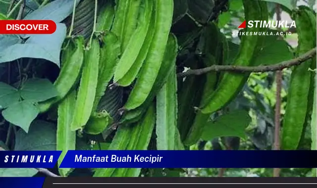 manfaat buah kecipir