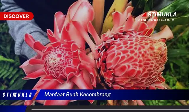 manfaat buah kecombrang