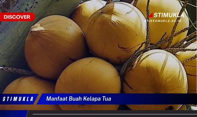 manfaat buah kelapa tua