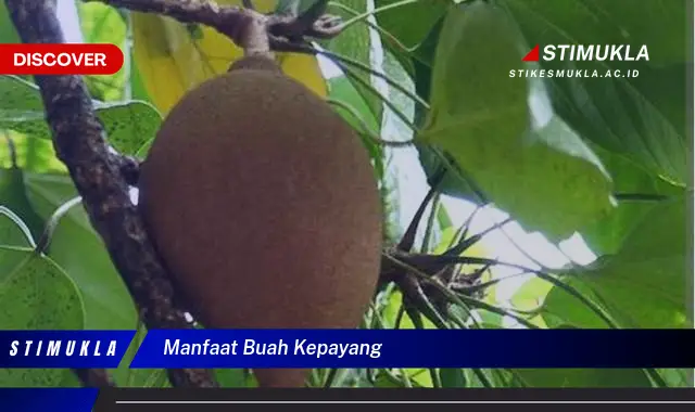 manfaat buah kepayang