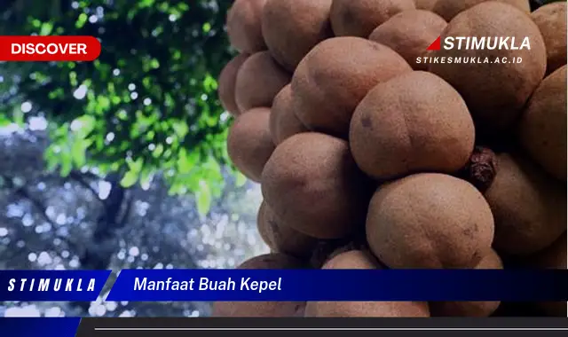 manfaat buah kepel