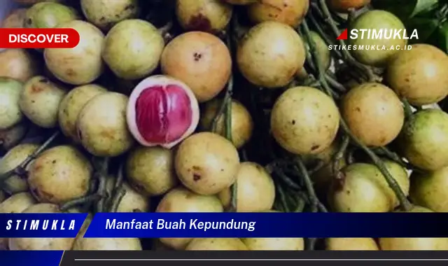 manfaat buah kepundung