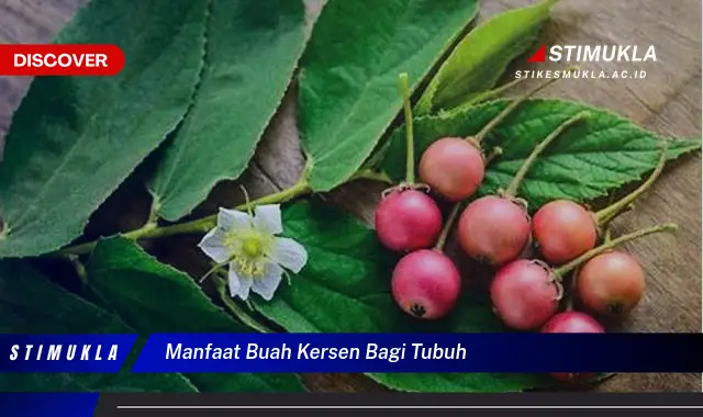 manfaat buah kersen bagi tubuh