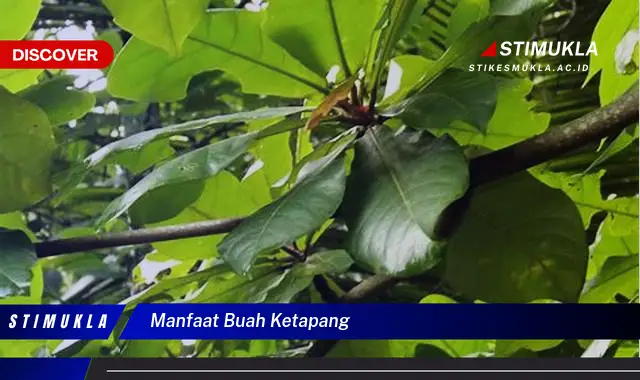 manfaat buah ketapang