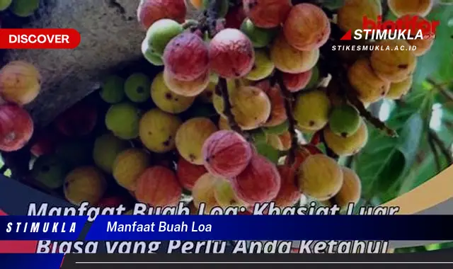 manfaat buah loa