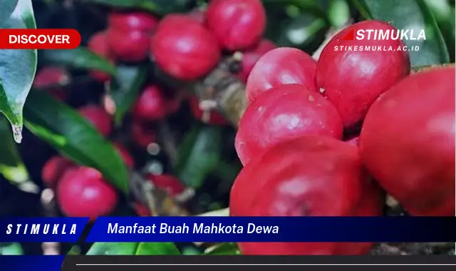 manfaat buah mahkota dewa