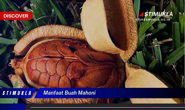 manfaat buah mahoni