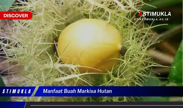 manfaat buah markisa hutan