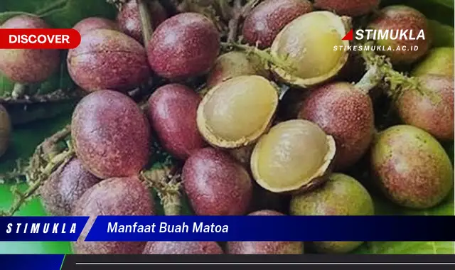 manfaat buah matoa