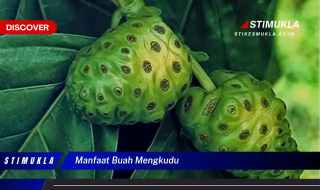 manfaat buah mengkudu