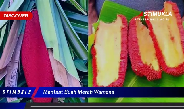 manfaat buah merah wamena