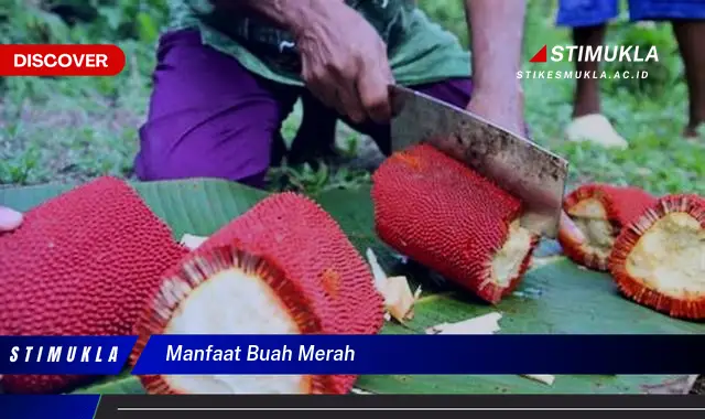 manfaat buah merah