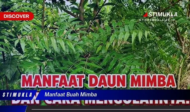 manfaat buah mimba